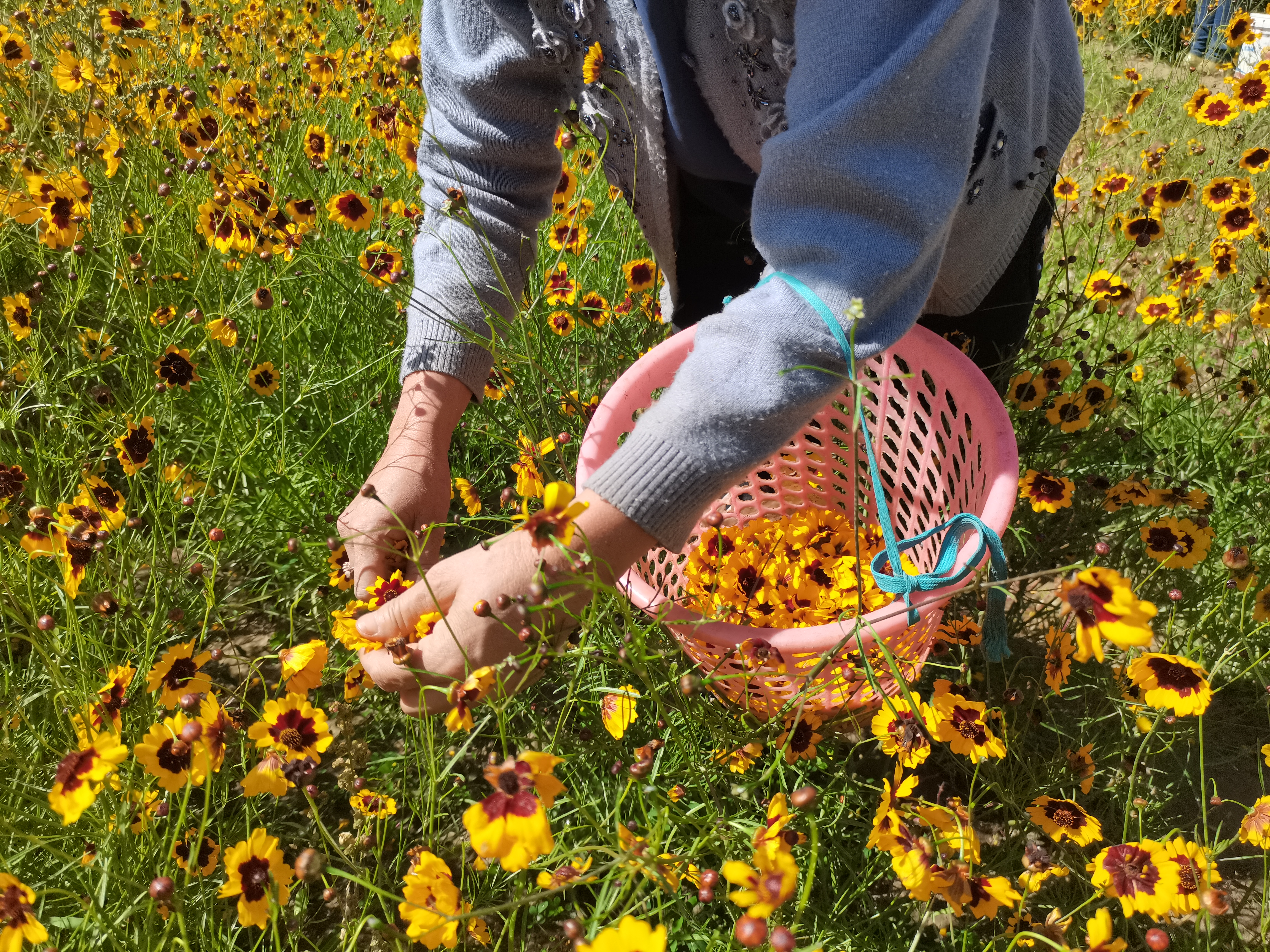 昆仑雪菊是昆仑山上的菊花吗,昆仑雪菊长飞蛾
