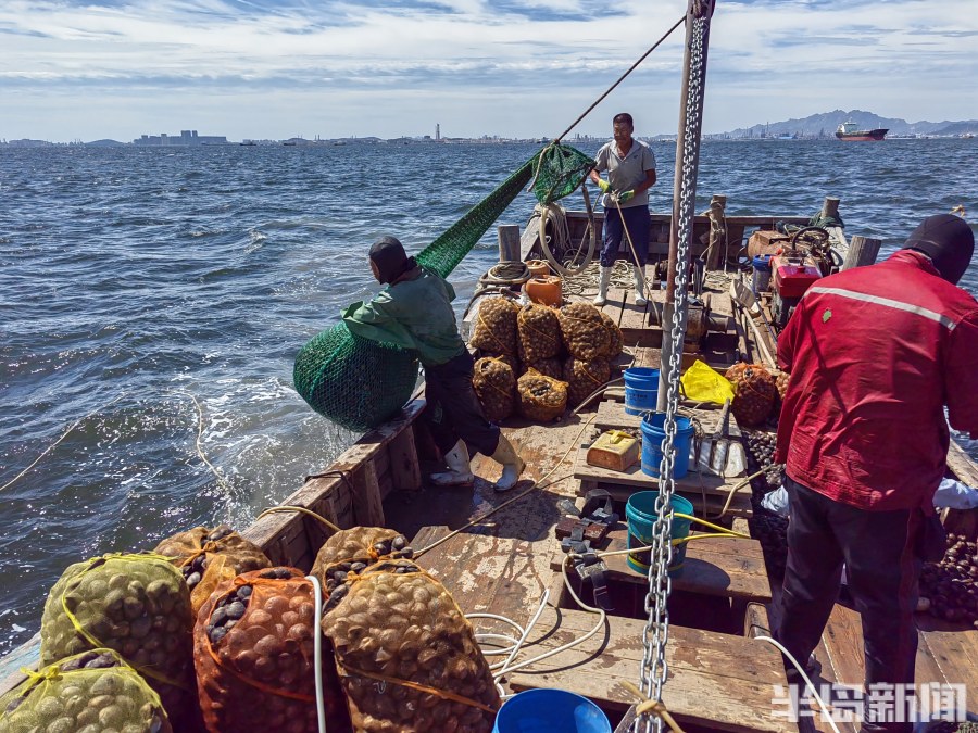桂东出海记丨猛子将，海底捞！高风险，水上漂！好宝贝，浪里淘！揭秘胶州湾深潜捕捞者