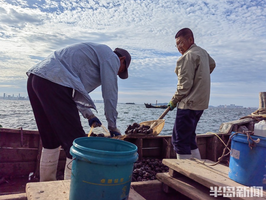 桂东出海记丨猛子将，海底捞！高风险，水上漂！好宝贝，浪里淘！揭秘胶州湾深潜捕捞者
