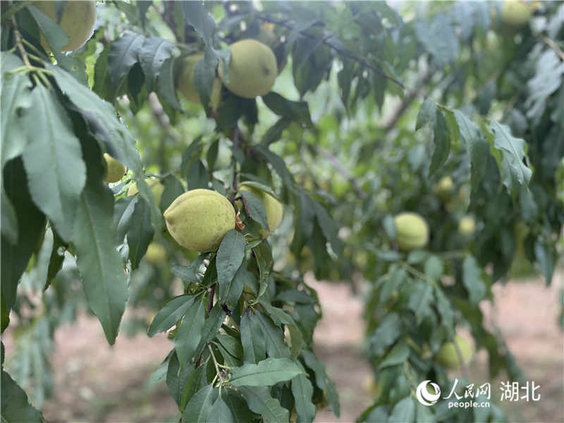 利川绿色经济规划,绿色经济促进经济发展