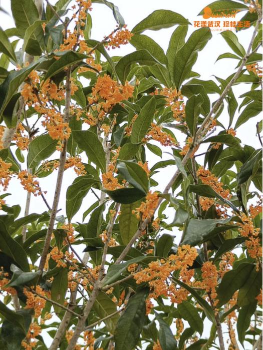 武汉花博汇花展,武汉花展最新消息