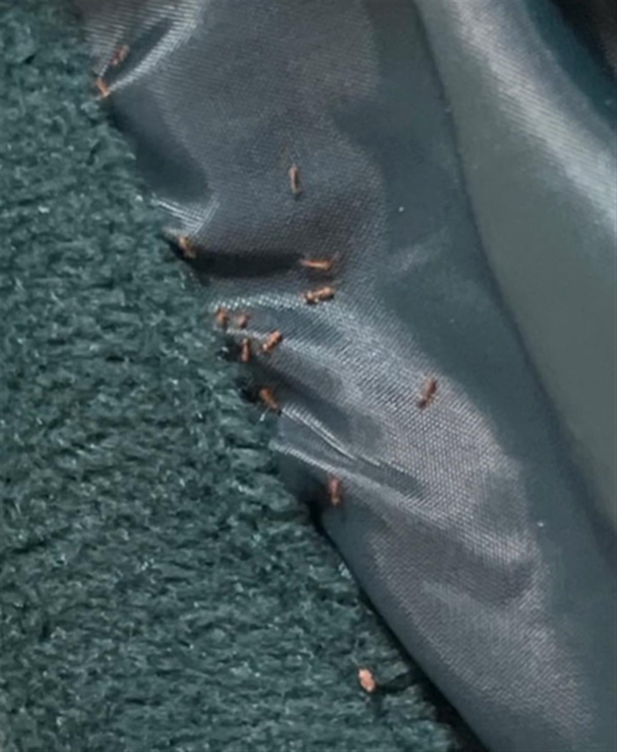 网购的卫衣中爬出红蚂蚁,网购19.9元卫衣内爬出大量红蚂蚁