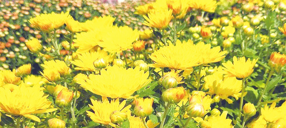 芮城县书画节,中国芮城永乐宫第五届书画大赛