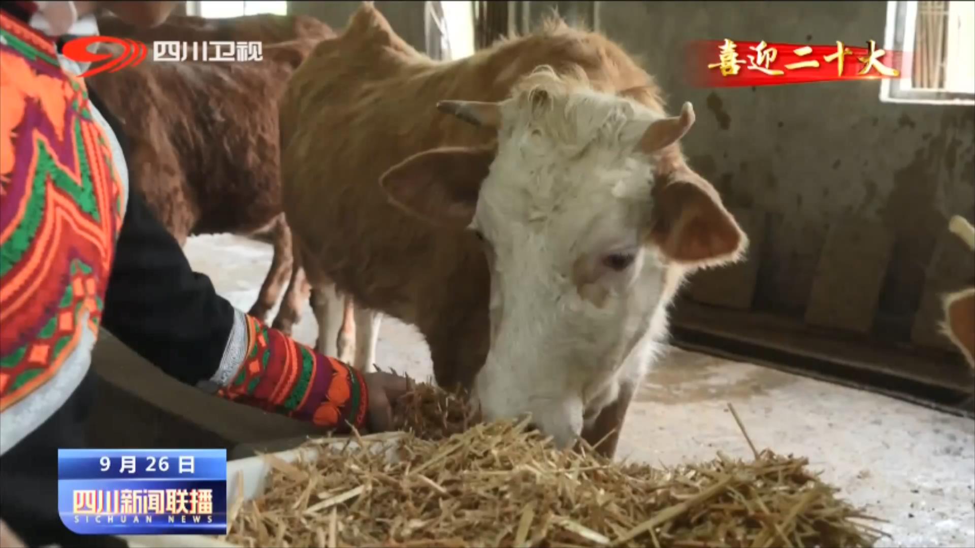 四川新闻联播丨二十大代表风采：带领乡亲们走上致富路