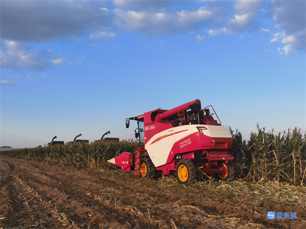 山东哪里的玉米最好,山东玉米高产前十名