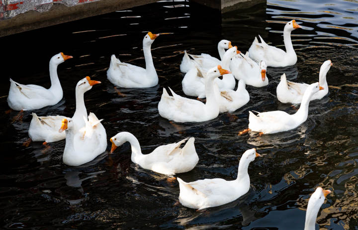 虾蟹是发物么,虾蟹是否是发物