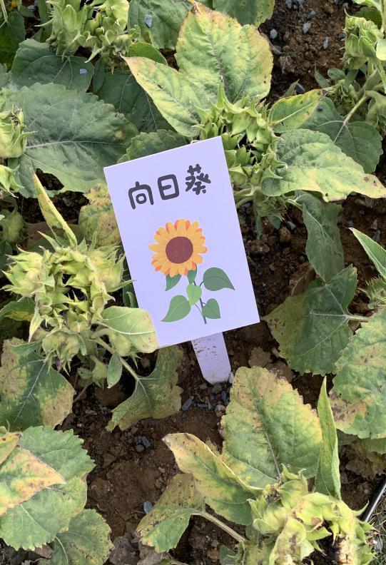 沙湖户外遛娃攻略一日游,沙湖带娃怎么玩便宜又好玩