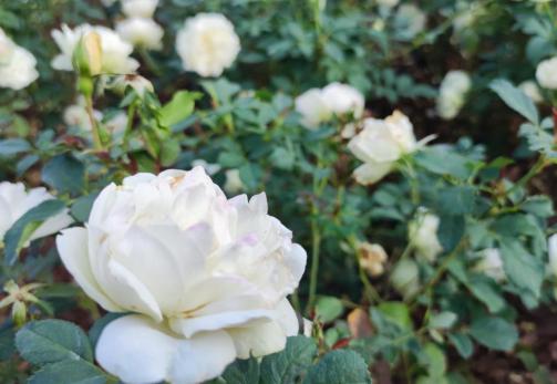 沙湖户外遛娃攻略一日游,沙湖带娃怎么玩便宜又好玩