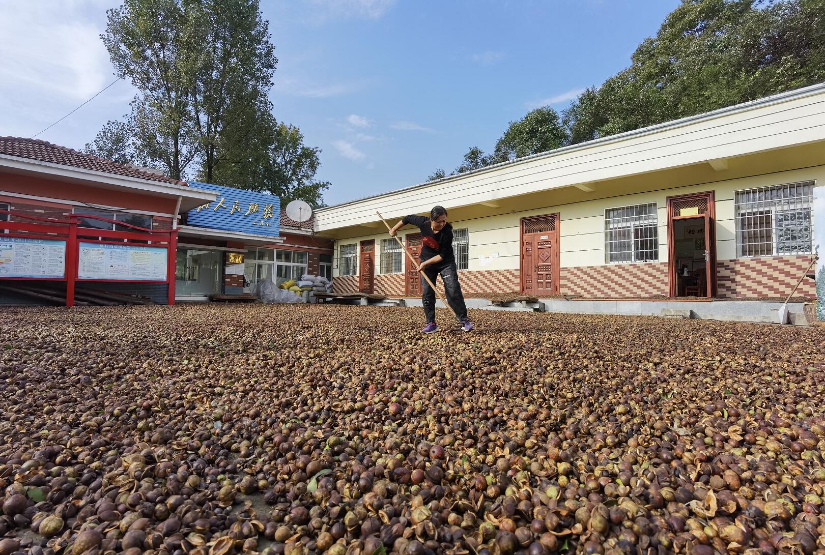 漫山飘香结金果万亩油茶迎丰收,千亩油茶基地花开满山