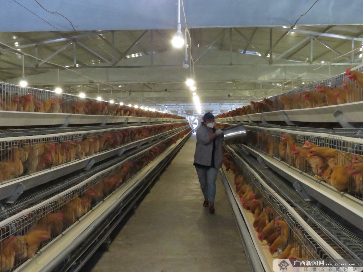 大化肉牛产业扶贫,大化养殖扶贫项目