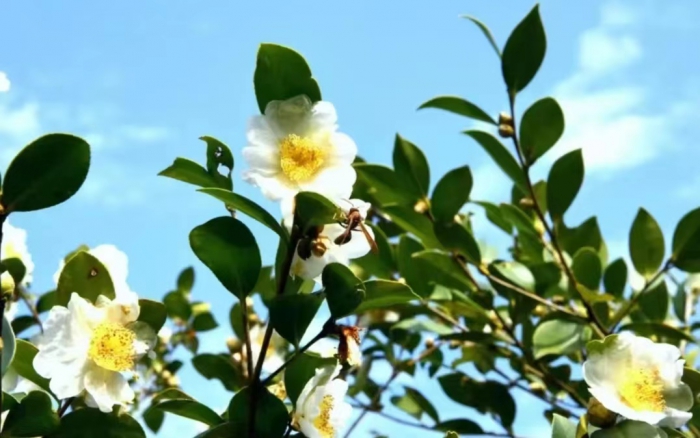 被忽视的凤鸣毛尖,被人们忽视的一款茶叶茶沫