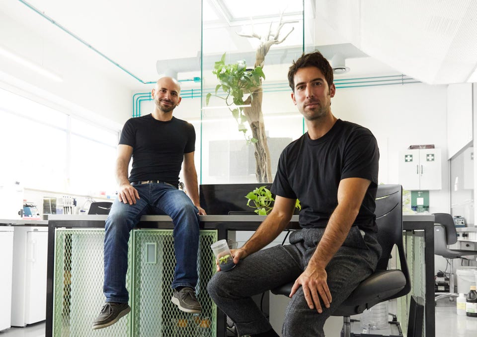 除甲醛产品第一名的植物,除甲醛第一名植物