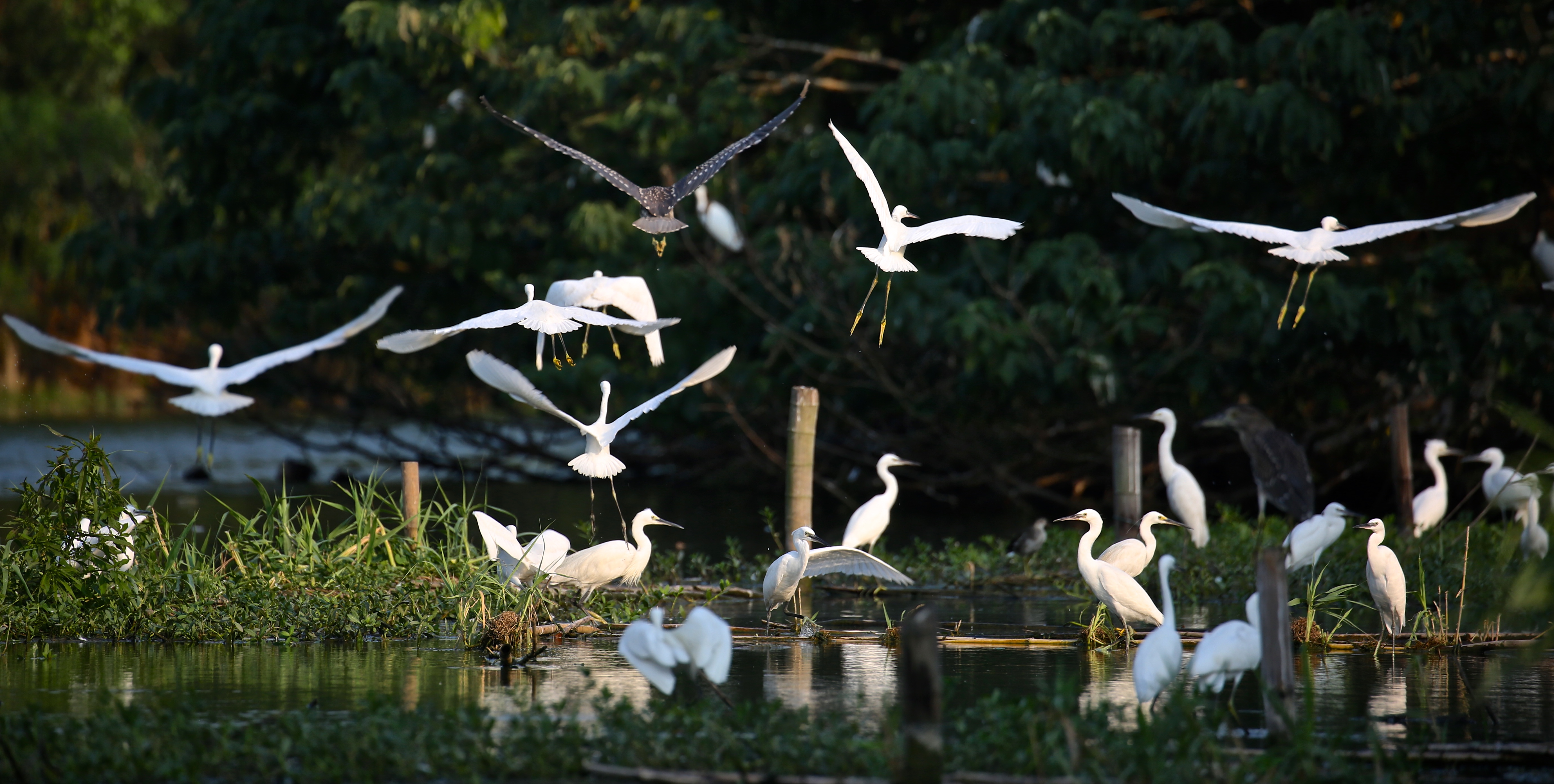 国际湿地城市常熟,常熟被评为国际湿地城市