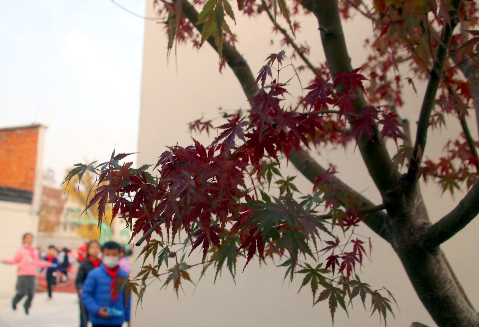 苏州夜色美景图片大全,美景如画的自然风景苏州