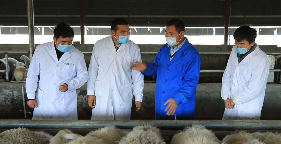 规模化发展羊产业助农增收,乡村振兴高质量山羊养殖