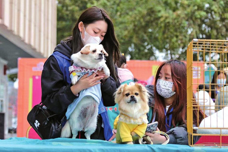 用爱终止流浪让它们有个家！爱心救助流浪动物“毛孩子”守护者在行动