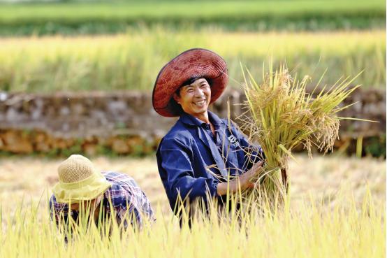 拼多多q2营收对比,拼多多q3营收量