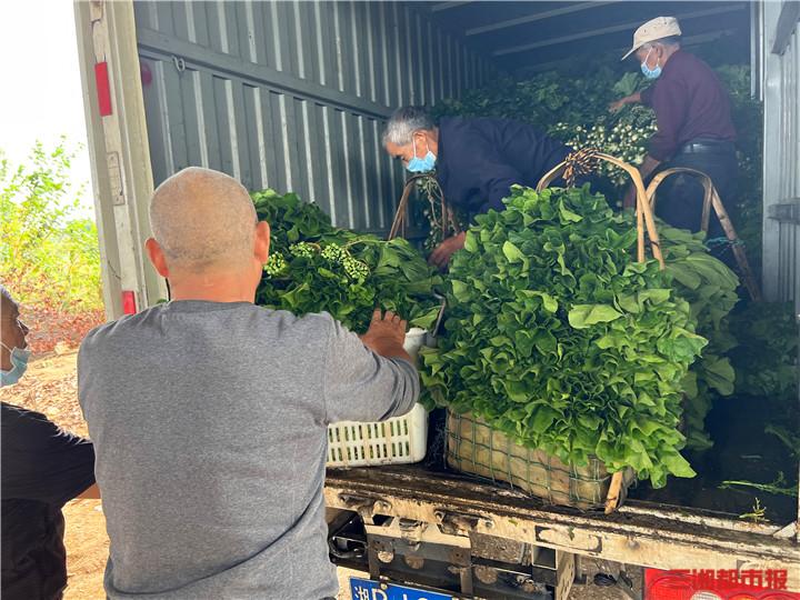 1000万蔬菜滞销后续,蔬菜滞销后续报道