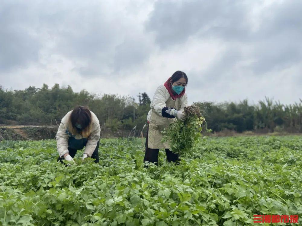 1000万蔬菜滞销后续,蔬菜滞销后续报道