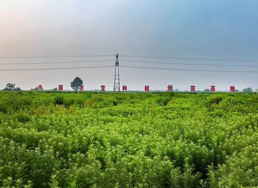 中国艾城·永修艾草产业园暨全国热敏灸示范县建设项目政校、政企合作签约仪式在永修吴城举行