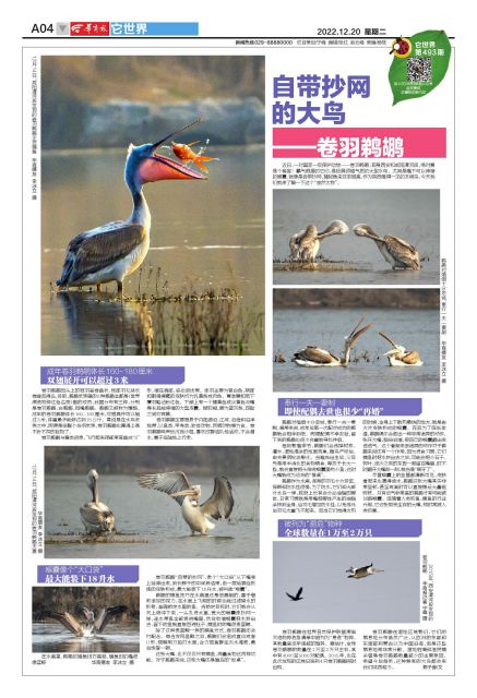 它世界第493期自带抄网的大鸟——卷羽鹈鹕