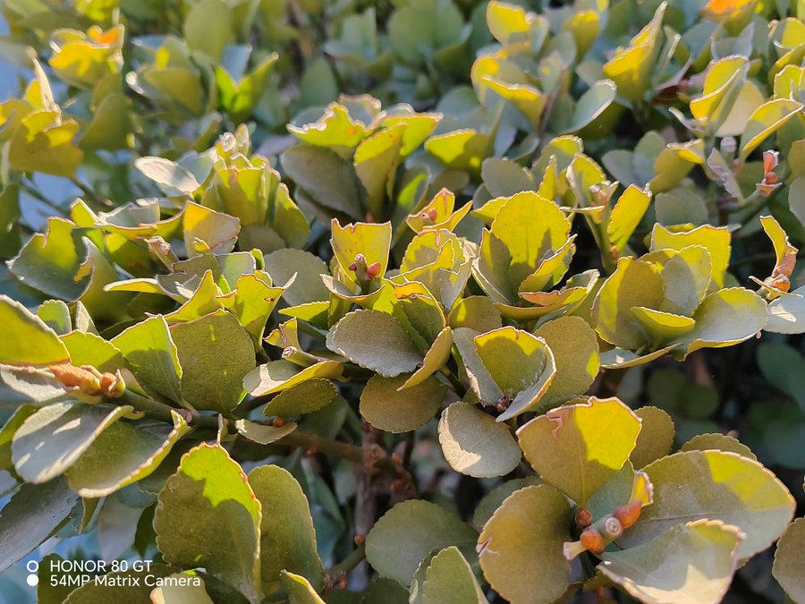 荣耀80gt游戏极限续航测试,荣耀80和荣耀80gt哪个玩游戏好