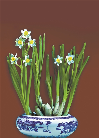 元旦节刊·花市|花如海人如潮，行过花街才过年