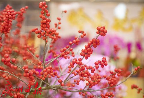 元旦节刊·花市|花如海人如潮，行过花街才过年