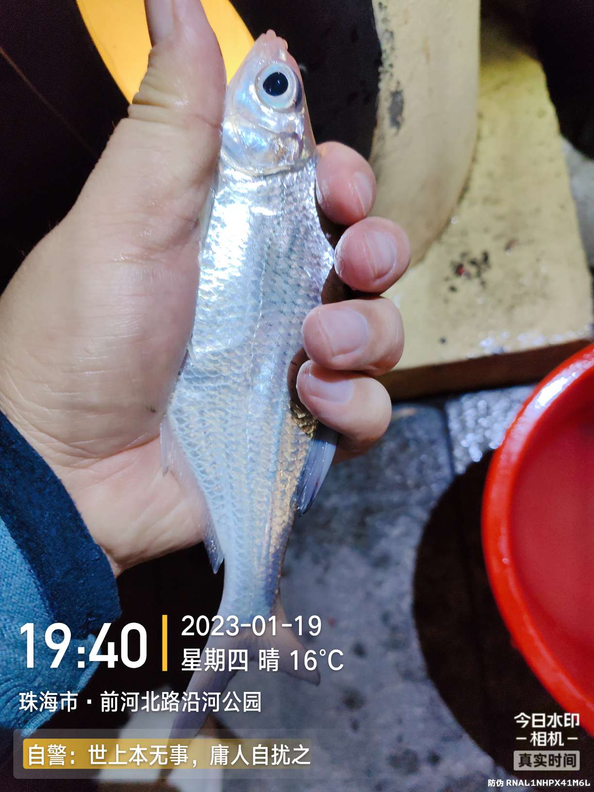 再回昔日热门钓位，铩羽而归，幸有鳊鱼数尾，颜面方得以保留