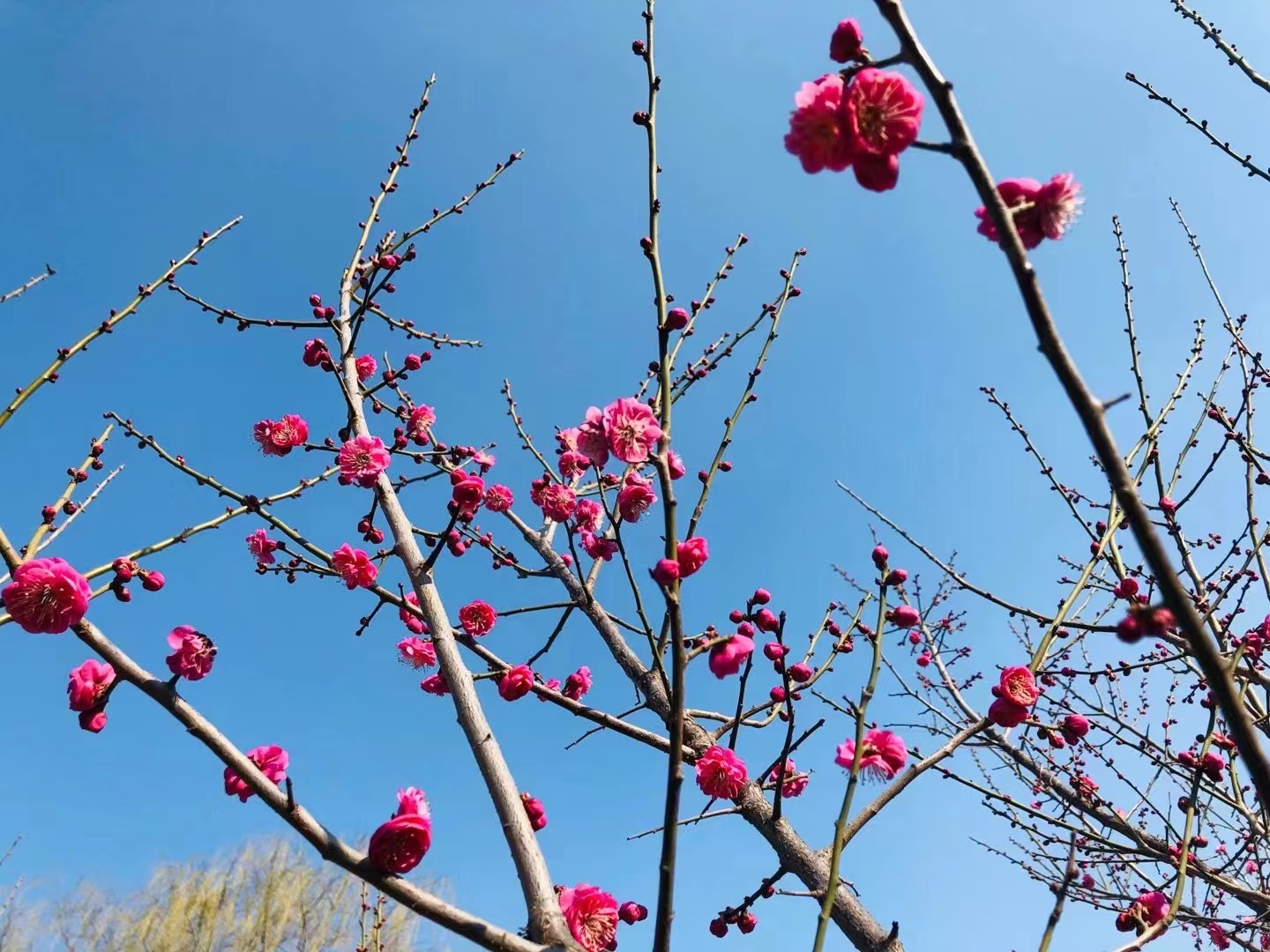 域外来风（滨州网2023第1辑）淄博市诗词学会莲池诗社作品选