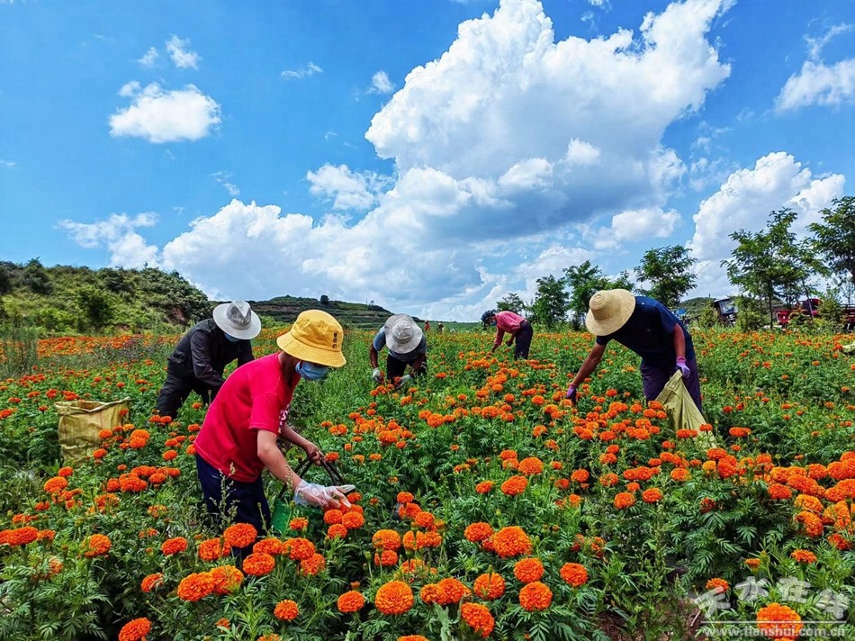 武山县重点工作会议,武山县乡村振兴四个一批