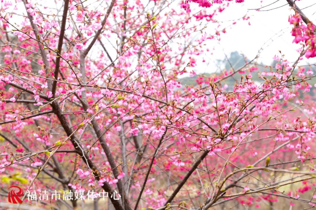 福清看樱花的地方,福清樱花圣地