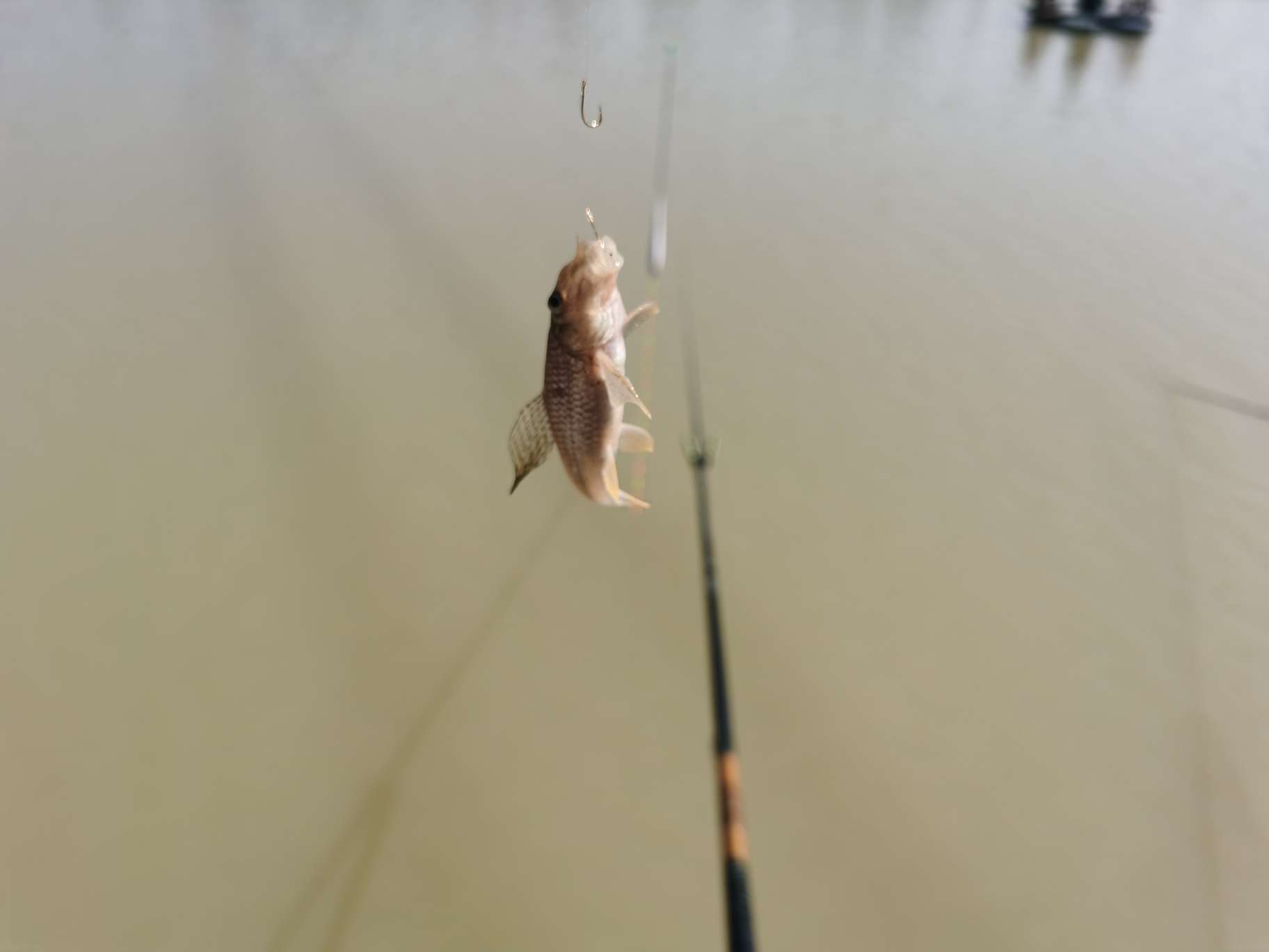 无双鲤刚劲版钓鱼竿,无双鲤典藏版鱼竿什么样