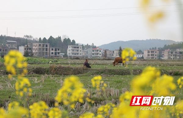 新田油菜花开扮靓乡村春景,油菜花开蜜蜂采蜜
