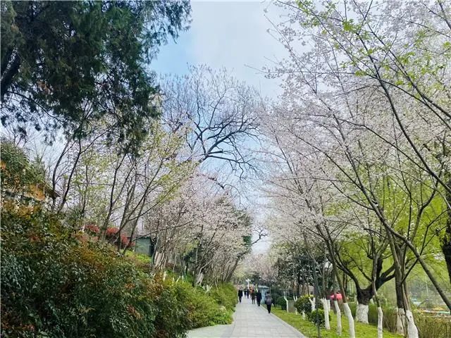 荆州赏樱,中国十大赏樱胜地最值得去的