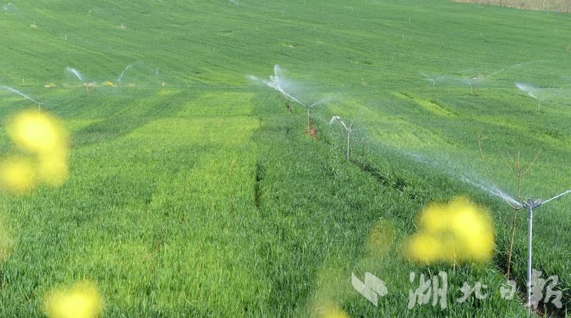春风春雨春花盛开,春风莺飞草长陌上花开