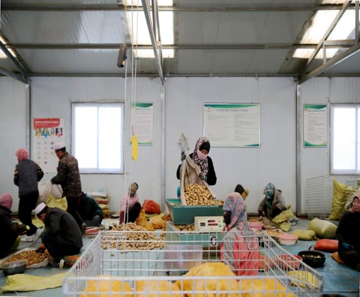 定西小土豆产业园,甘肃定西土豆发展情况