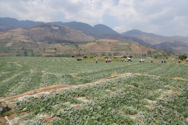有一种叫云南的生活|保山昌宁:“四季产业”促增收,瓜甜果大菜蔬香