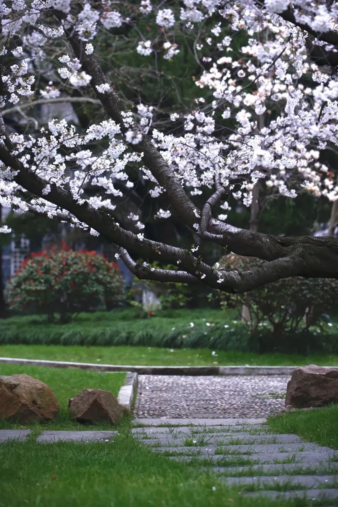 春日赏花先识花，识花先看这一篇~