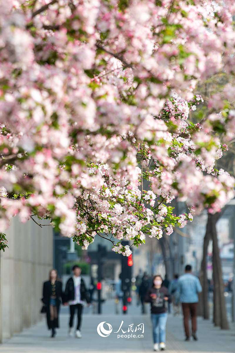 春天花“卉”开朵朵含情迎客来