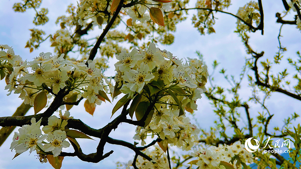 春天花“卉”开朵朵含情迎客来