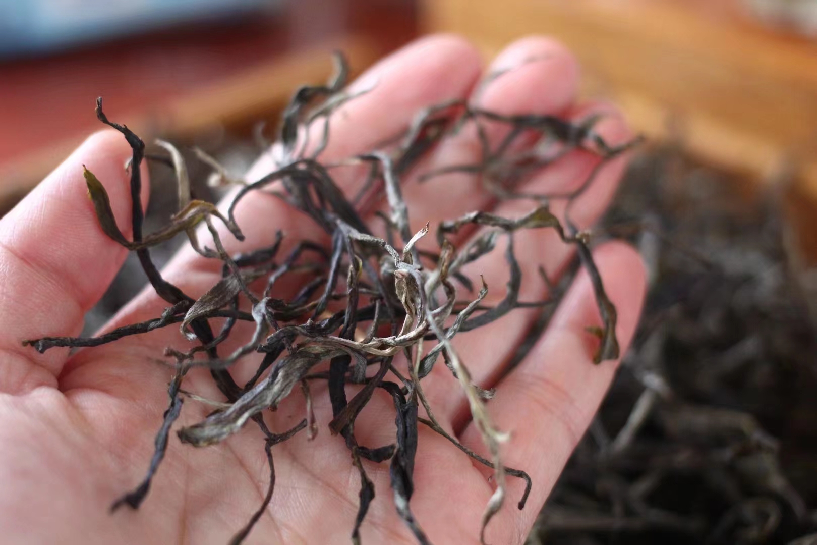 春茶集中开采尝鲜最好再等等,春茶即将开采欢迎来实地考察