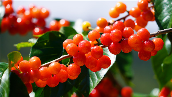 永仁樱桃采摘园,永仁樱桃采摘