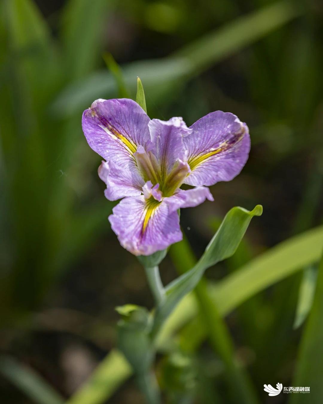 武汉东西湖碧海花园,武汉最大的城中湖东湖