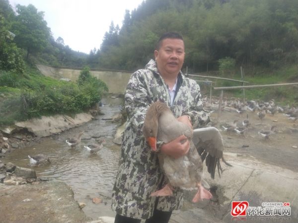 “飞天鹅”,致富路上带着村民“飞”