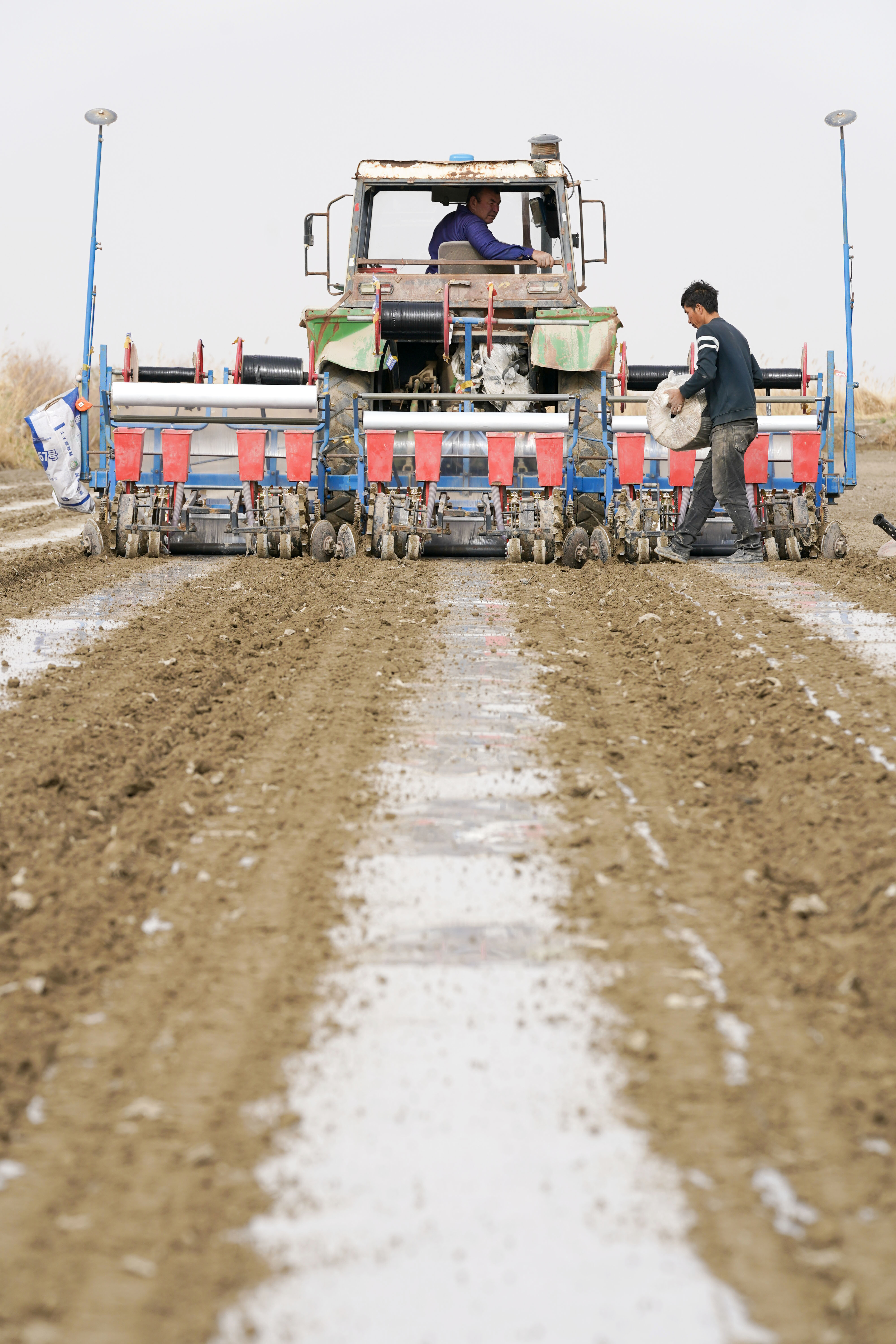 棉花本来的颜色,社会四季的变化