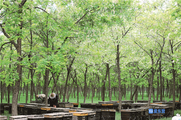 山东东营五一好去处,五一假期去哪玩山东东营西城