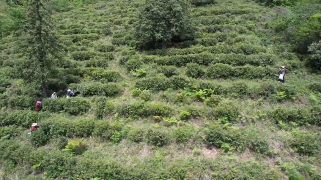 武汉市的后花园,打造武汉后花园