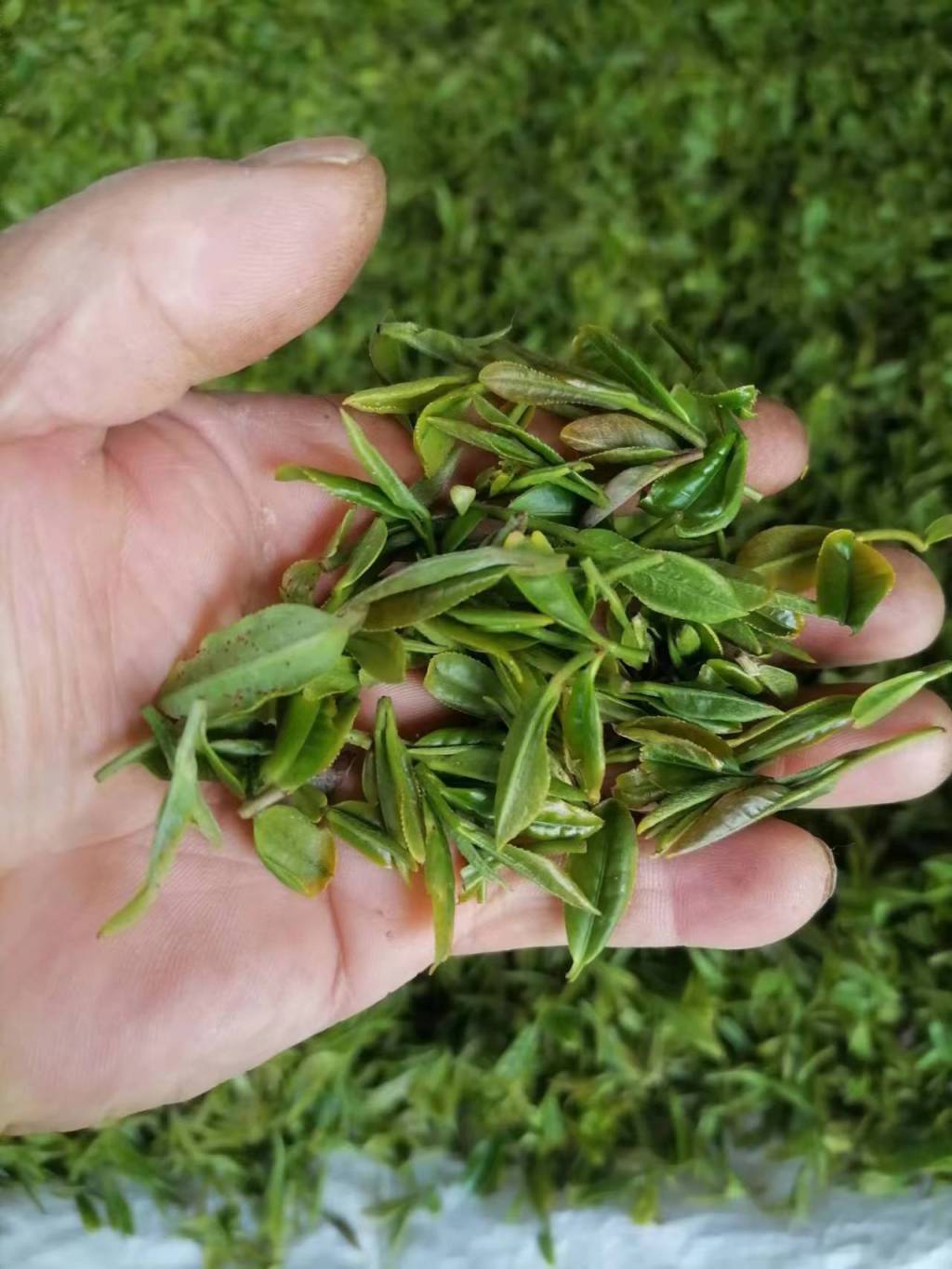 半岛调查指的是什么,半岛调查