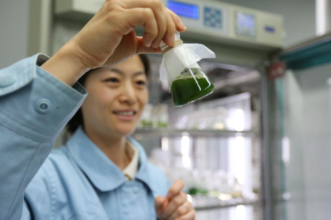 微藻能积累什么,微藻培养的好处